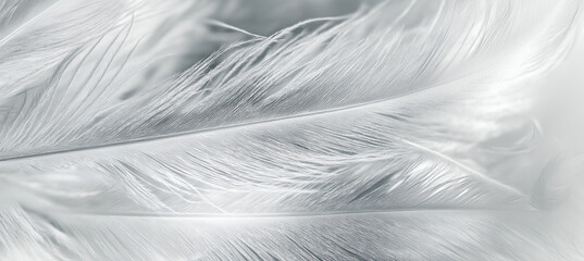 Soft White Feathers Texture
