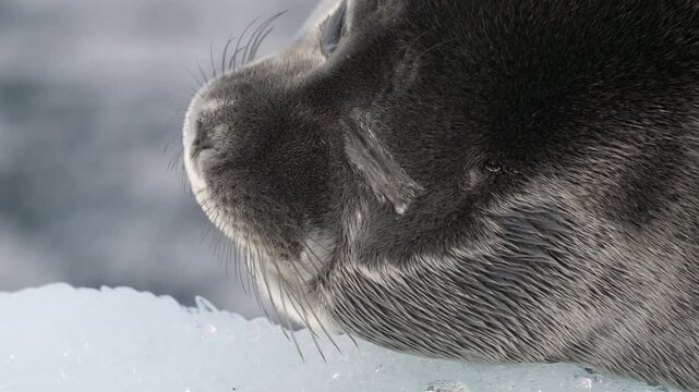 Close up portrait of seal resting on floating ice block in the arctic sea