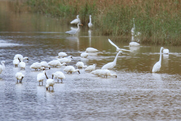 Mixed Flock of Spoonbills and Herons Searching Food in Wetland Habitat, Mai Po Natural Reserve, Hong Kong