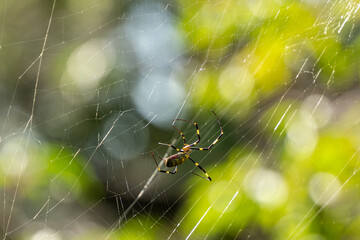 秋の日のジョロウグモ01