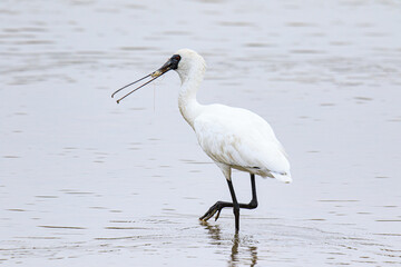 Black-Faced Spoonbill Catching Shrimp in Shallow Water, Mai Po Natural Reserve, Hong Kong