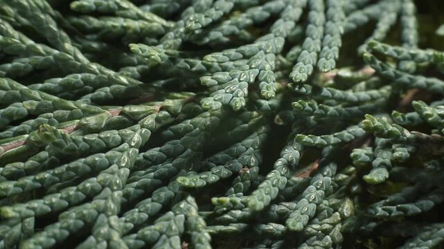 Branches of Thuja occidentalis - Cypress. Structure of foliage. Macro shot.