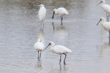 Black-Faced Spoonbills Wading in Shallow Water, Mai Po Natural Reserve, Hong Kong
