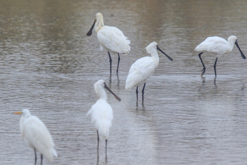 Black-Faced Spoonbills Wading in Shallow Water, Mai Po Natural Reserve, Hong Kong