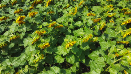 Fototapeta premium Sunflower flowers in the field, top view.