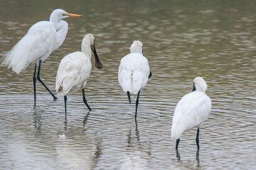 Black-faced Spoonbill Foraging with a Great Egret, Mai Po Natural Reserve, Hong Kong