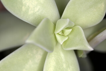 Leaves of Graptopetalum paraguayense - Mother-of-pearl-plant - Ghost plant - succulent plant - jade...