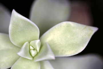 Leaves of Graptopetalum paraguayense - Mother-of-pearl-plant - Ghost plant - succulent plant - jade...