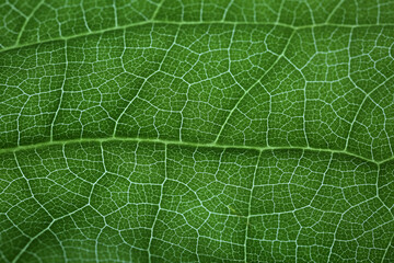 Leaf vascular system lit by transparence