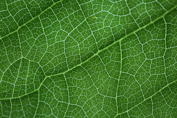 Leaf vascular system lit by transparence