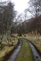 Fototapeta premium View from the Speyside way - Section Grantown-on-Spey to Boat of Garten - Speyside - Scotland - UK