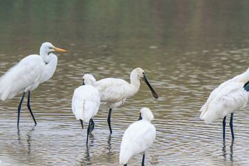 Obraz premium Black-faced Spoonbill Foraging with a Great Egret, Mai Po Natural Reserve, Hong Kong