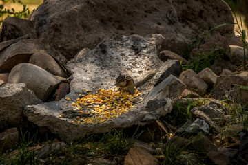 Obraz premium Squirrel, Chipmunk eating