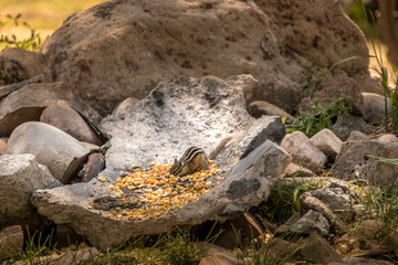 Squirrel, Chipmunk getting seeds