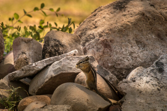 Squirrel, Chipmunk on rock