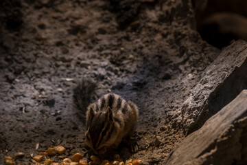Squirrel, Chipmunk on the ground
