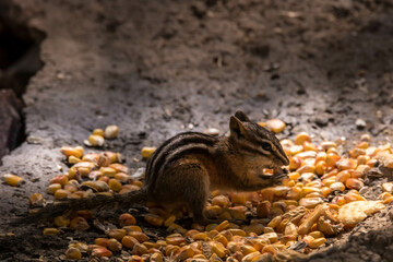 squirrel on the ground