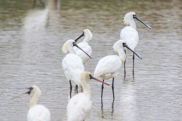 Black-Faced Spoonbills Wading in Shallow Water, Mai Po Natural Reserve, Hong Kong