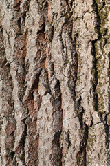 Obraz premium Close-Up of Tree Bark Texture with Moss. A detailed view of rough tree bark with natural cracks, patterns, and mossy patches, showcasing the intricate textures of a forest tree trunk