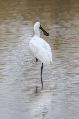 Black-faced Spoonbill Wading in Shallow Water, Mai Po Natural Reserve, Hong Kong