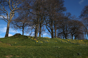 Obraz premium Daffodils in flower - Narcissus - Jonquil - spring-flowering bulbous perennials - Amaryllis family - subfamily Amaryllidoideae - Duthie park - Aberdeen - Scotland - UK