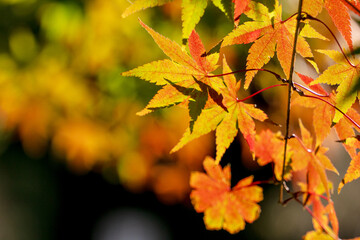 Fototapeta premium 秋の日の紅葉13