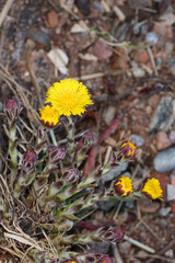 Tussilago farfara - Coltsfoot - Asteraceae