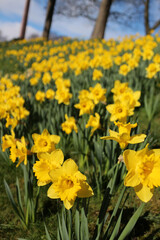 Obraz premium Daffodils in flower - Narcissus - Jonquil - spring-flowering bulbous perennials - Amaryllis family - subfamily Amaryllidoideae - Duthie park - Aberdeen - Scotland - UK