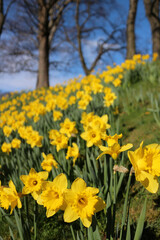 Fototapeta premium Daffodils in flower - Narcissus - Jonquil - spring-flowering bulbous perennials - Amaryllis family - subfamily Amaryllidoideae - Duthie park - Aberdeen - Scotland - UK