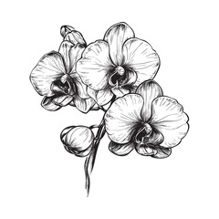 Orchid vector illustrations - hand drawn orchid - black and white orchid isolated on white background