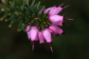 Heather flowers - Erica tetralix - Cross-leaved heath - Ericaceae