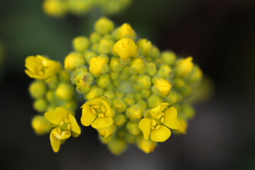 Inflorescence of ornamental variety of mustard - Brassica - Brassicacea