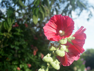 red flower