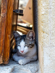 Schöne Katzen auf Rhodos