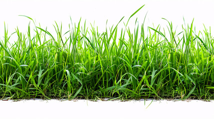 Fototapeta premium Green grass on white background