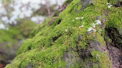 A close-up of vibrant green moss covering a rock, evoking a serene connection to nature’s soft and calming textures.
