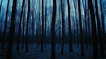 Dark, misty forest at twilight.