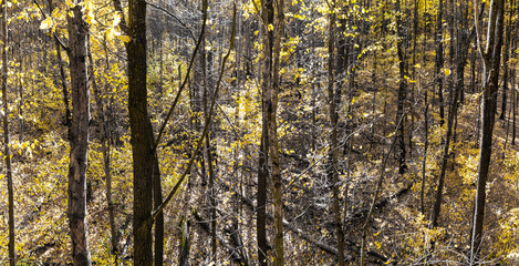 Obraz premium Autumn Forest with Tall Trees and Vibrant Fall Foliage on a Sunny Day
