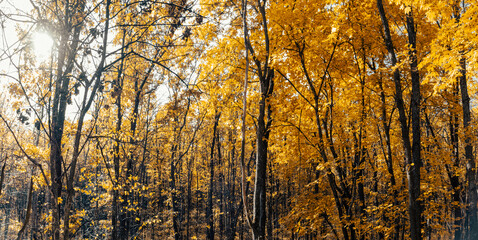 Fototapeta premium Golden bright sunny autumn forest with sun shining in tall maple trees branches