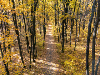 Obraz premium Autumn forest with walking path in tall trees on sunny day