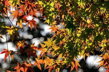 秋の日の紅葉04