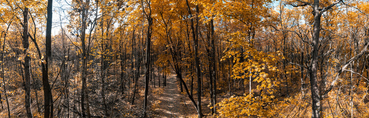 Obraz premium Golden autumn forest with tall colorful trees and walking path on sunny day, fall nature panorama