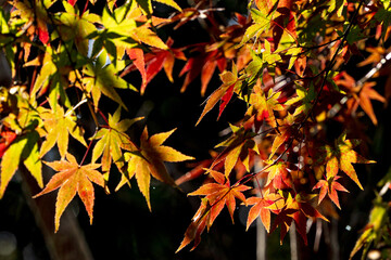 秋の日の紅葉14