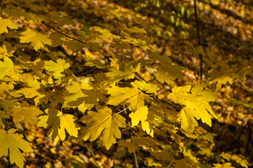 Yellow leaves on maple tree branch close-up in sunny woods with blurred background