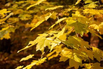 Vibrant yellow leaves on maple tree branch close-up in sunny woods with blurred background