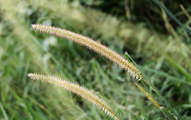 Naklejka premium Long white grass flowers bend in the breeze. The sun shines down on the stems and green leaves.