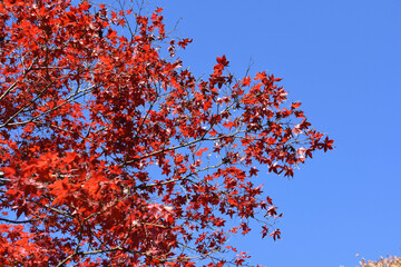 紅葉