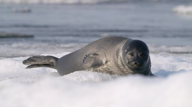 Seal shows funny behavior on white ice floe in the water, and looking around