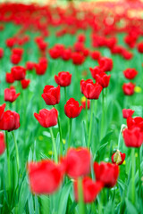 Obraz premium A field of red tulips with green leaves