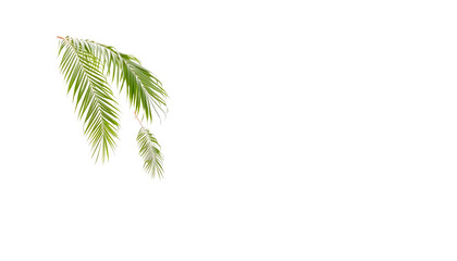 Fototapeta premium Haie de laurier palme with a white accent, png